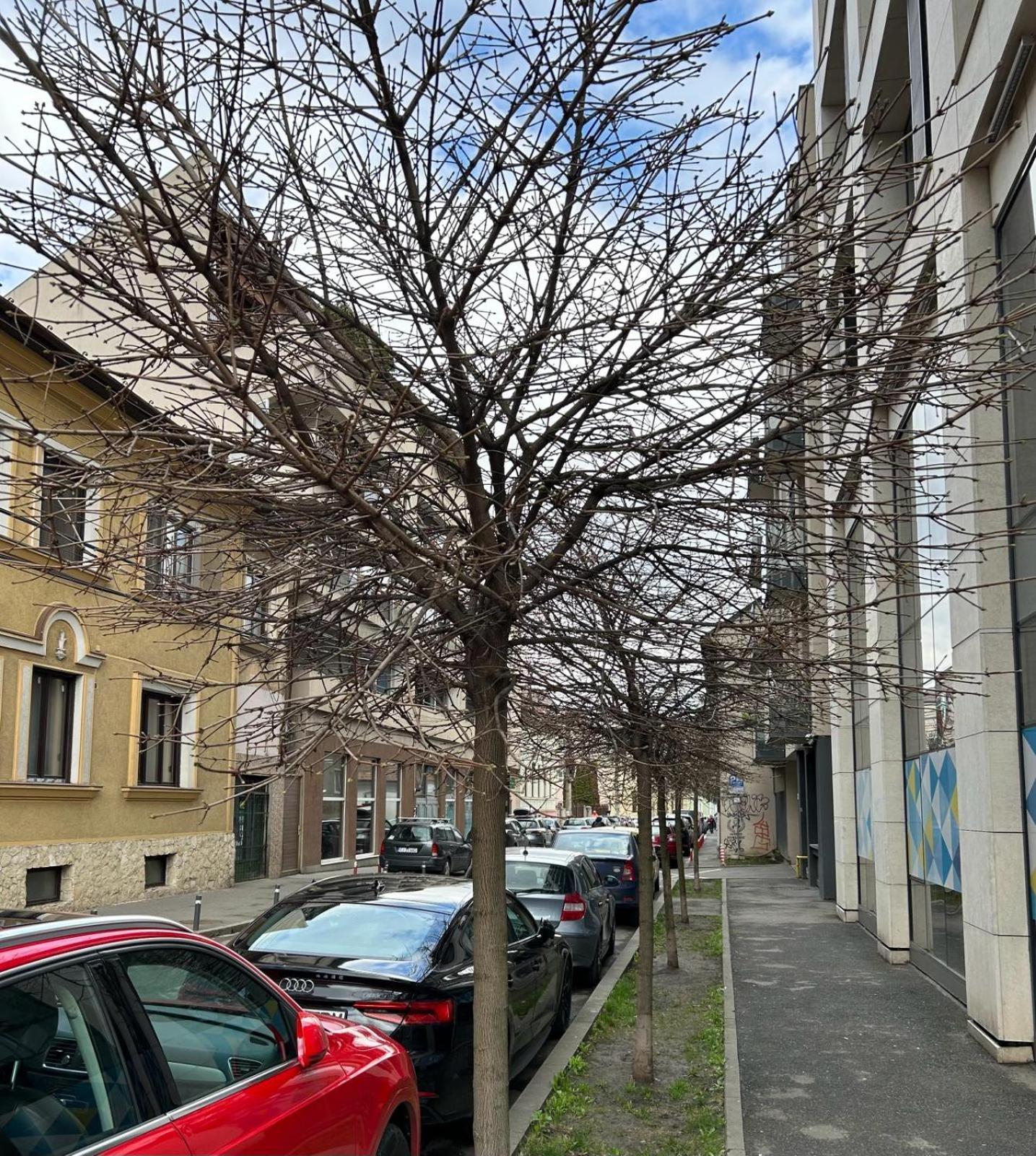 Central Cosy Apartment Cluj-Napoca Exterior photo